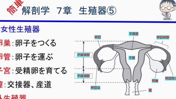 格拉斯纳：连输两次利兹联说明他们更加成熟，体系不是问题