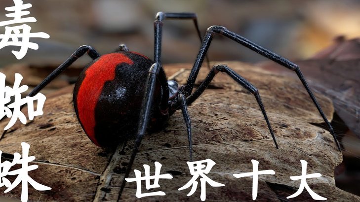 小蜘蛛公开离别，西蒙尼师徒情殇